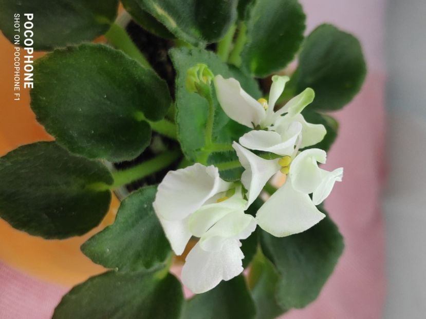 16 apr - Wesley s Hoodoo Priestess