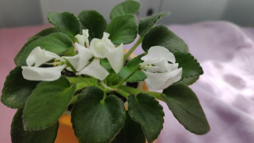 17 mai - Wesley s Hoodoo Priestess