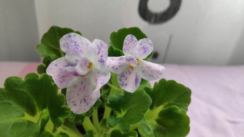 17 mai - AV Felicita