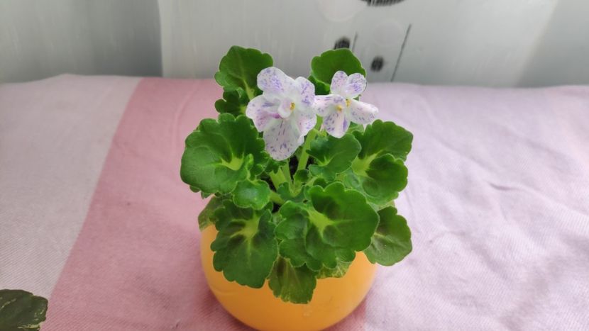 17 mai - AV Felicita