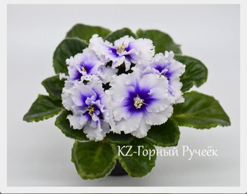 Poza net - KZ-Gornyi Rucheek