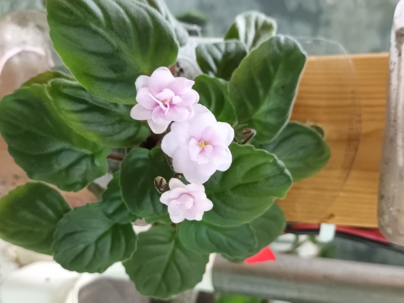  - Rob s Vanilla Trail