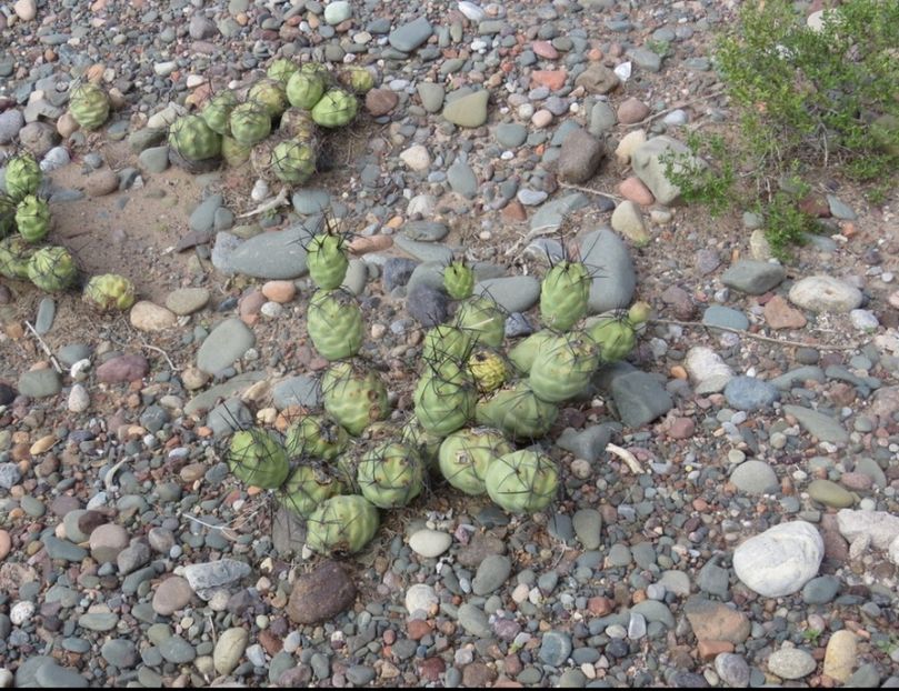  - Tephrocactus Aoracanthus