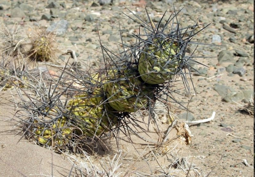  - Tephrocactus Aoracanthus