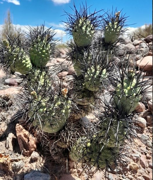  - Tephrocactus Aoracanthus