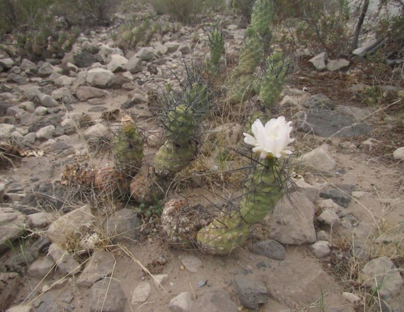  - Tephrocactus Aoracanthus