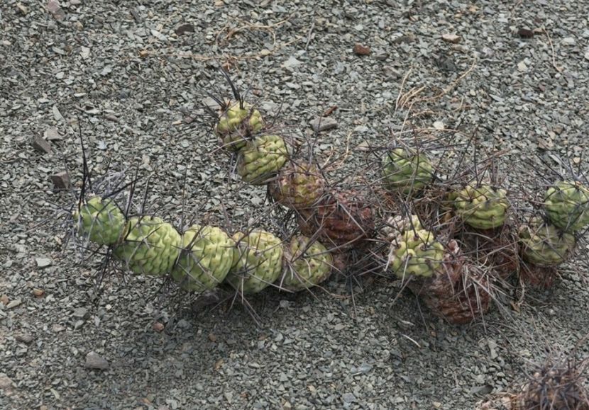  - Tephrocactus Aoracanthus