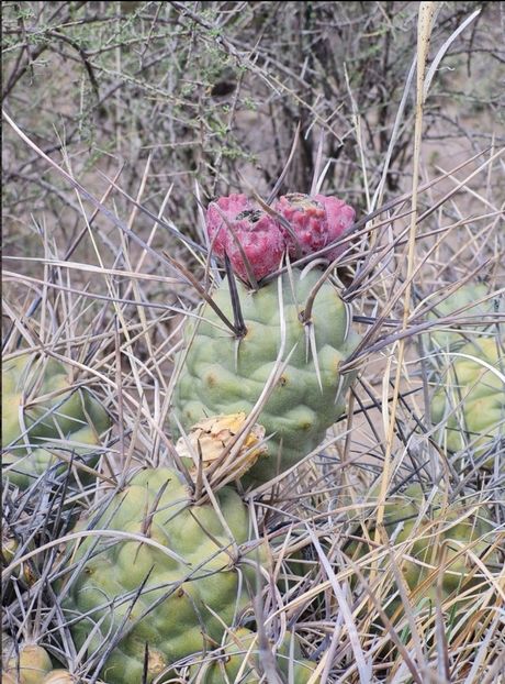  - Tephrocactus Aoracanthus