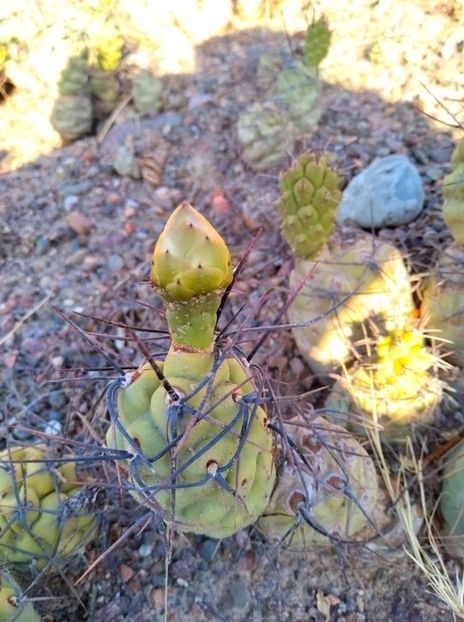  - Tephrocactus Aoracanthus