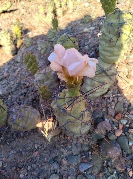  - Tephrocactus Aoracanthus