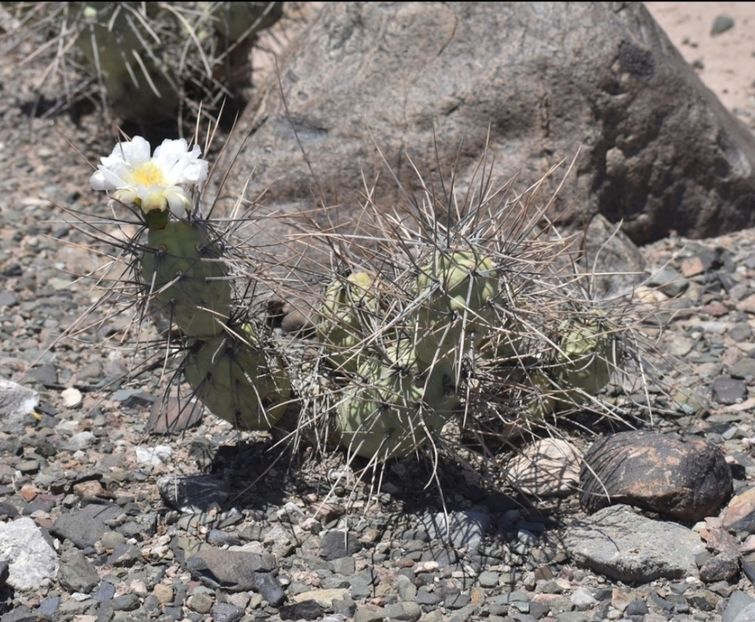  - Tephrocactus Aoracanthus