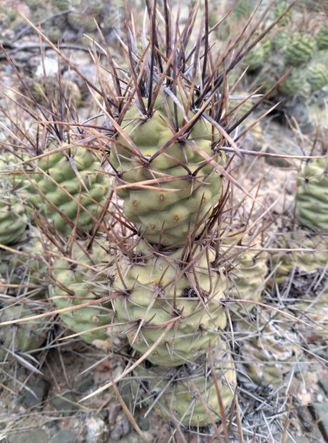  - Tephrocactus Aoracanthus