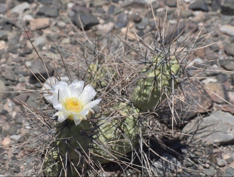  - Tephrocactus Aoracanthus