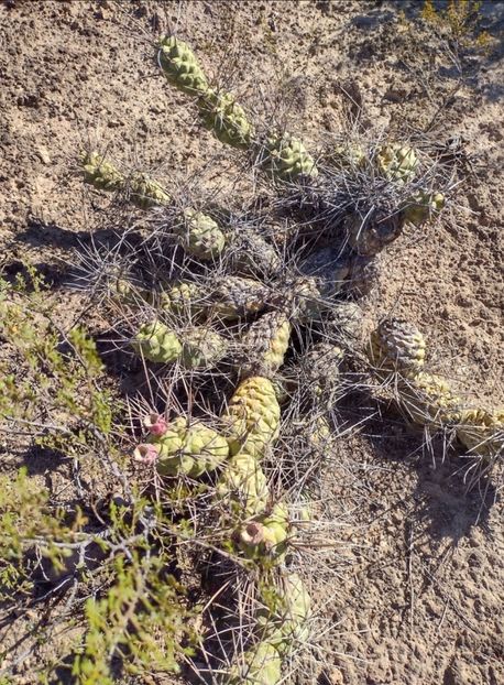  - Tephrocactus Aoracanthus