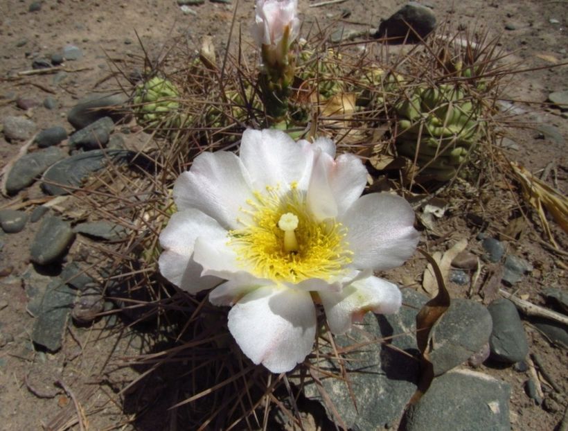  - Tephrocactus Aoracanthus