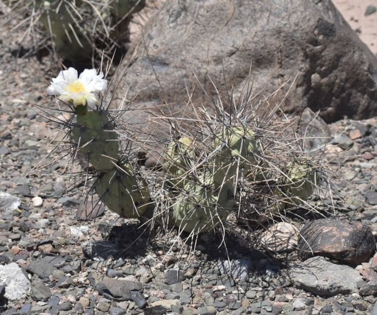  - Tephrocactus Aoracanthus