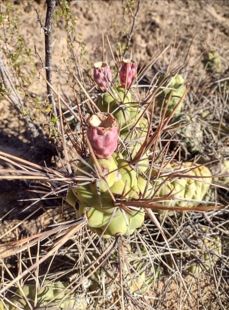  - Tephrocactus Aoracanthus