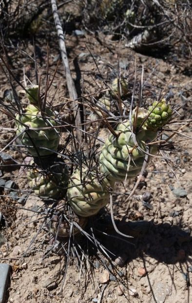  - Tephrocactus Aoracanthus