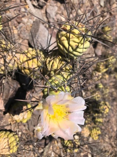  - Tephrocactus Aoracanthus