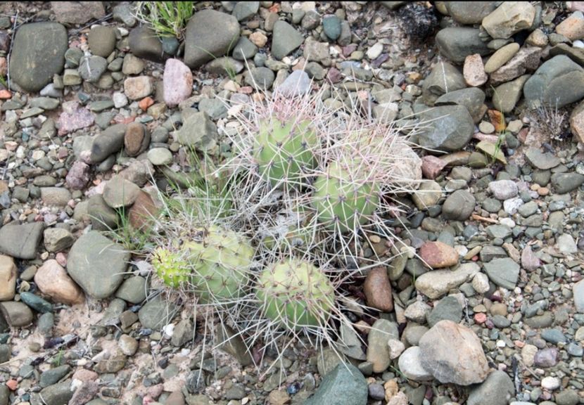  - Tephrocactus Aoracanthus
