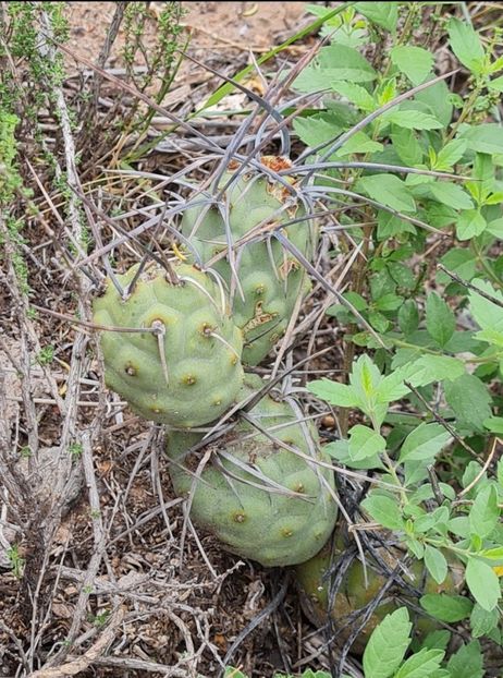  - Tephrocactus Aoracanthus