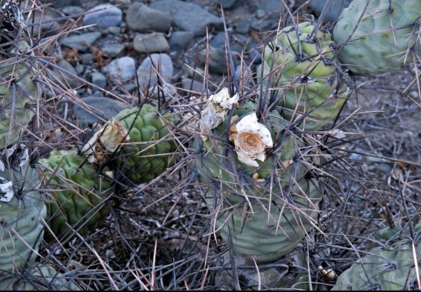  - Tephrocactus Aoracanthus