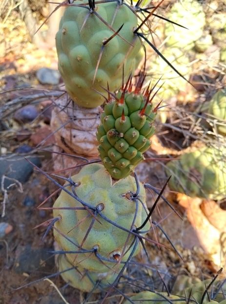  - Tephrocactus Aoracanthus
