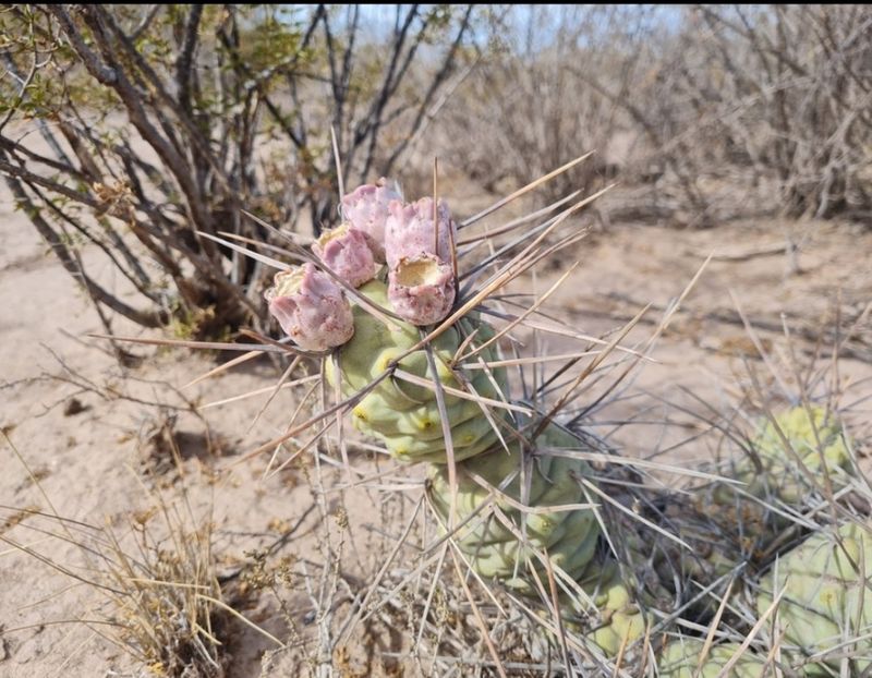  - Tephrocactus Aoracanthus