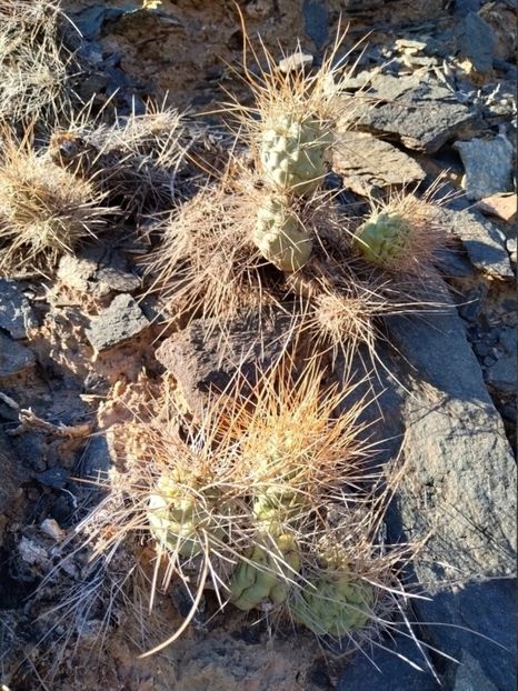  - Tephrocactus Aoracanthus