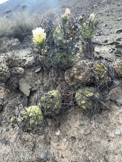  - Tephrocactus Aoracanthus