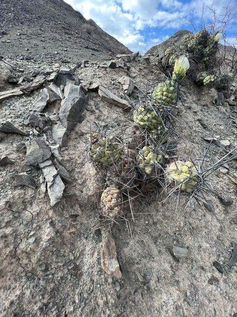  - Tephrocactus Aoracanthus