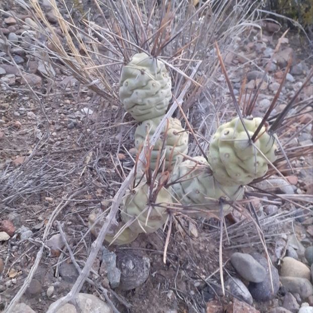  - Tephrocactus Aoracanthus