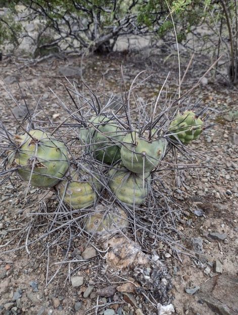  - Tephrocactus Aoracanthus