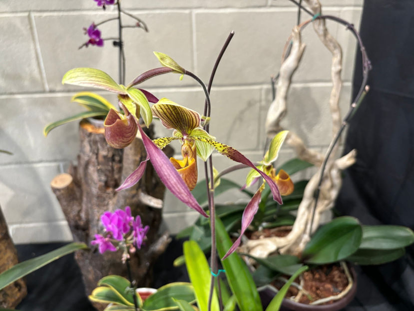  - Calgary Orchid Show 2024