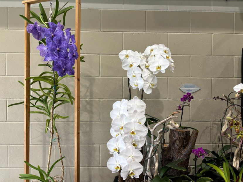  - Calgary Orchid Show 2024