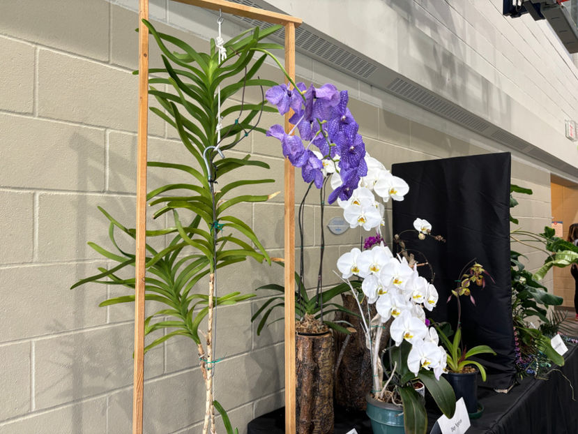  - Calgary Orchid Show 2024