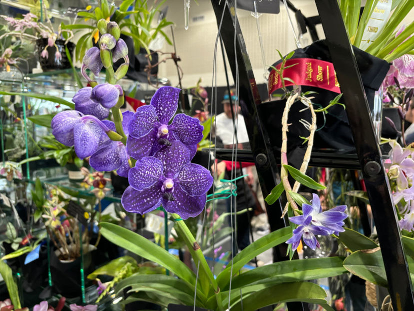  - Calgary Orchid Show 2024
