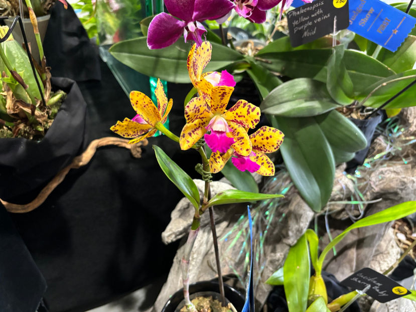  - Calgary Orchid Show 2024