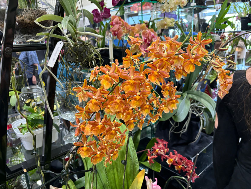  - Calgary Orchid Show 2024