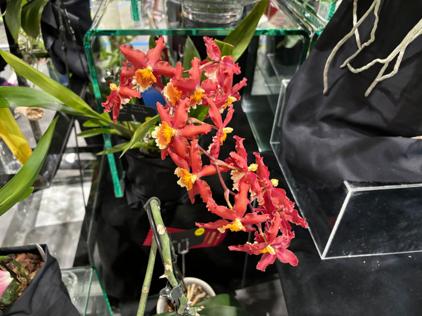  - Calgary Orchid Show 2024