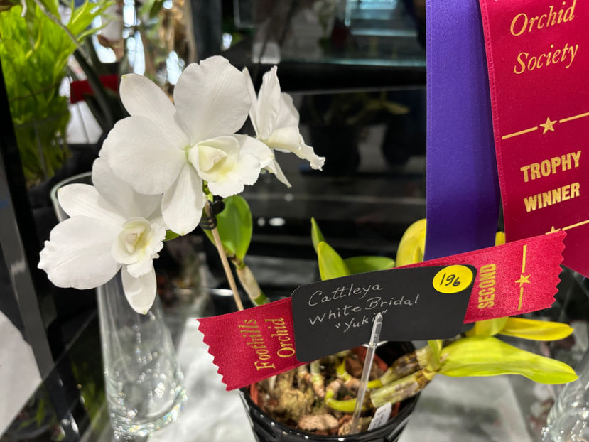 - Calgary Orchid Show 2024