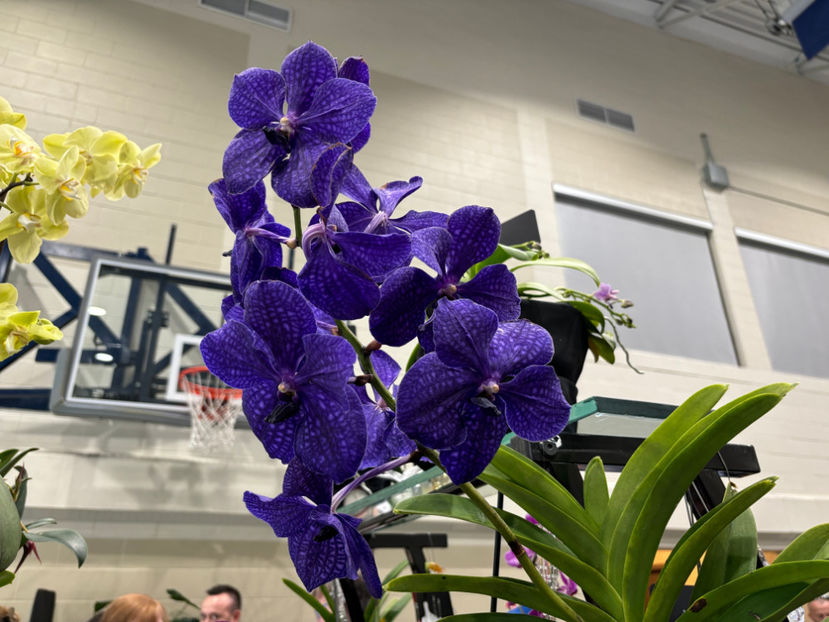  - Calgary Orchid Show 2024