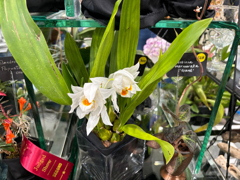  - Calgary Orchid Show 2024