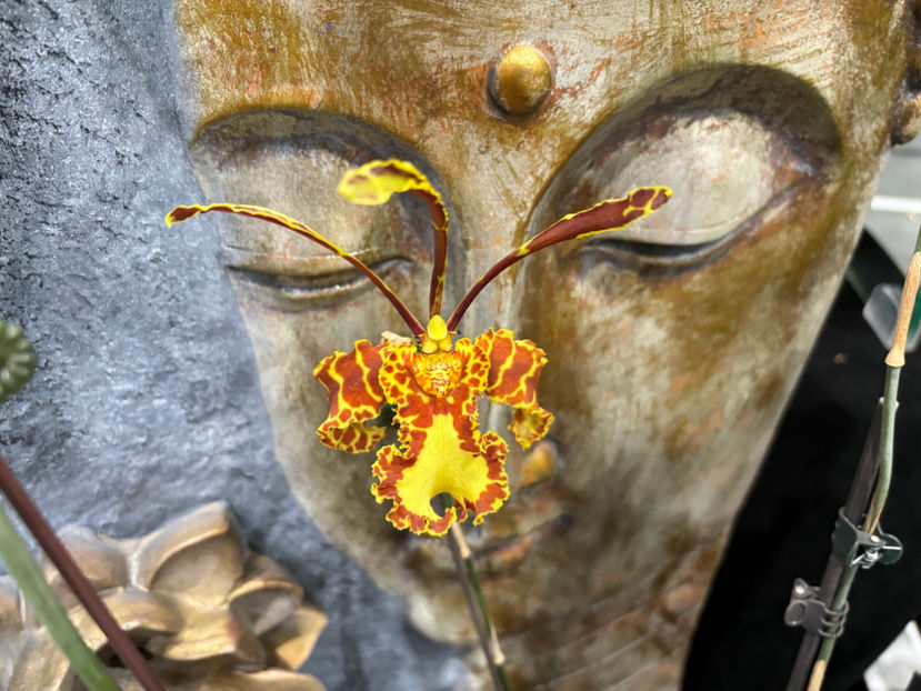  - Calgary Orchid Show 2024