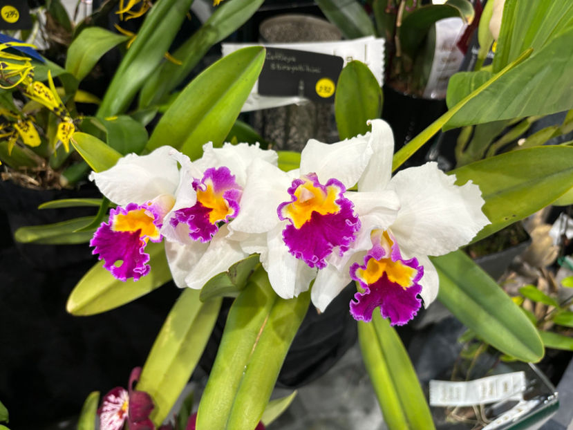  - Calgary Orchid Show 2024