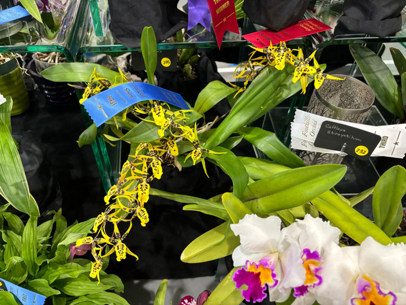  - Calgary Orchid Show 2024