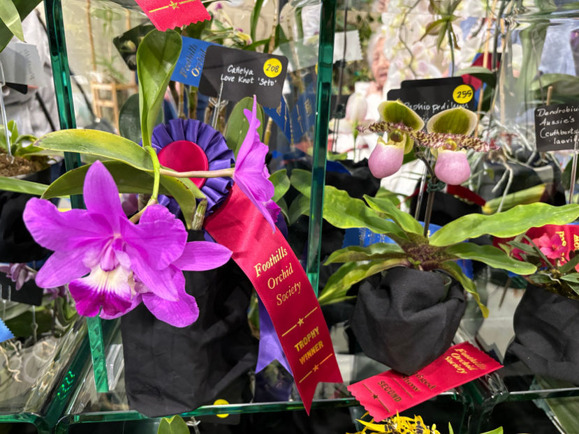  - Calgary Orchid Show 2024