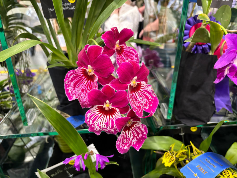  - Calgary Orchid Show 2024