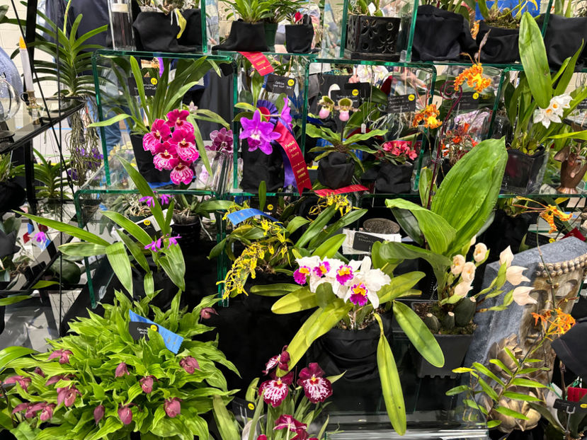  - Calgary Orchid Show 2024
