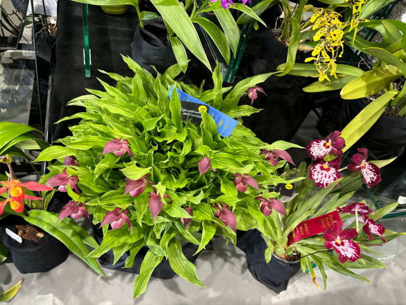  - Calgary Orchid Show 2024